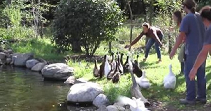 Rescued Duck-Squad Experiences Water for the First Time. It’s the Best.