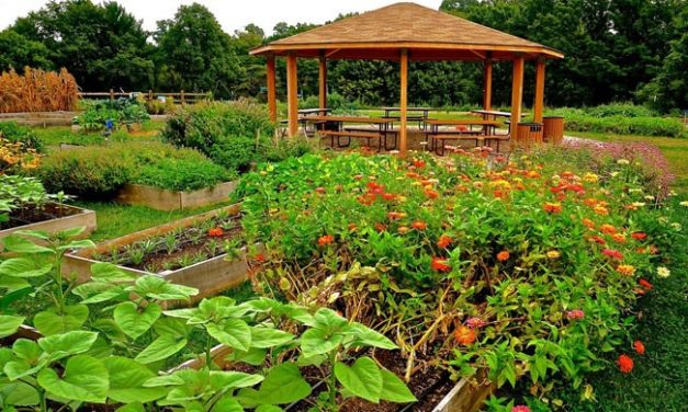 This Hospital Prescribes Fresh Food From Its Own Organic Farm