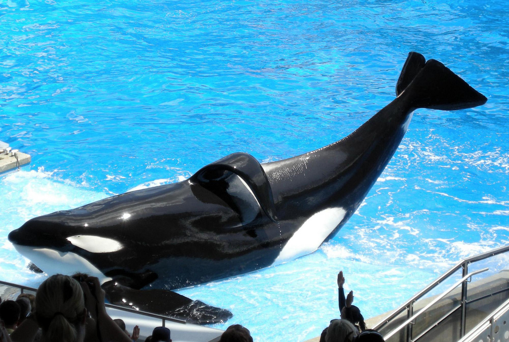 Tilikum, SeaWorld Orca who Killed Trainer & Inspired ‘Blackfish’, Dies
