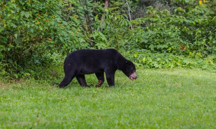 Help Save Sun Bears from Starving at the Bandung Zoo in Indonesia