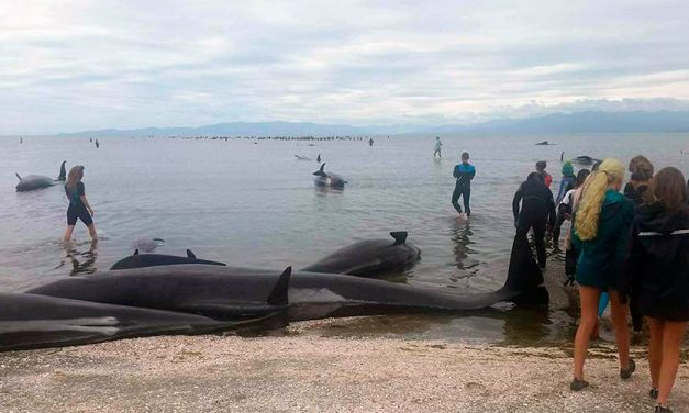 Over 400 Whales Die in Biggest Recent Stranding in New Zealand