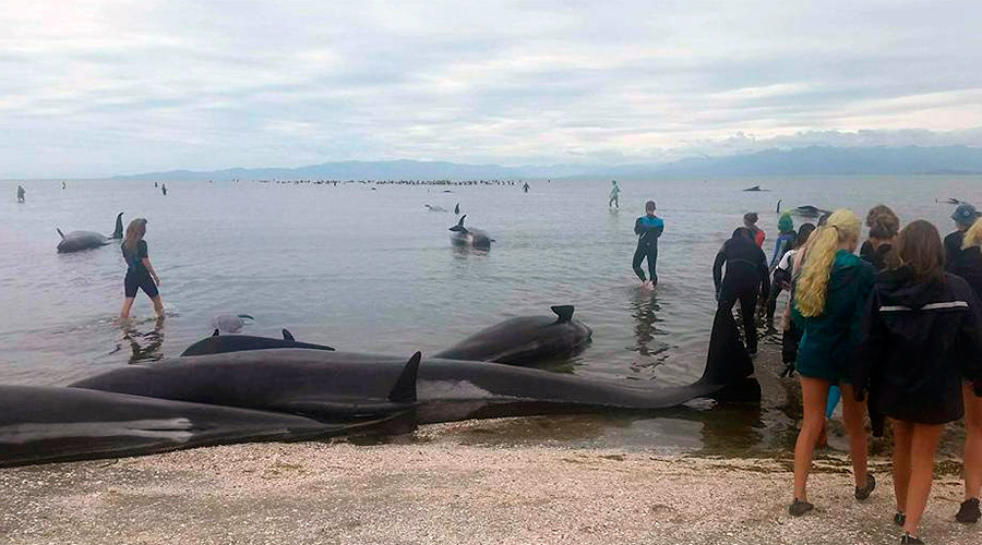 Over 400 Whales Die in Biggest Recent Stranding in New Zealand