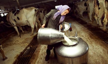 Amish Prove Raw Milk Promotes Health