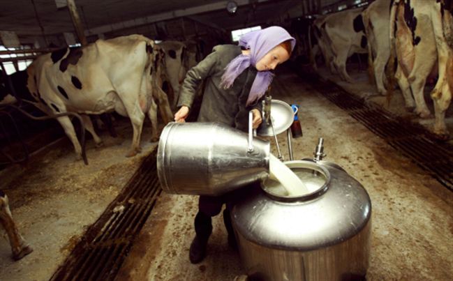 Amish Prove Raw Milk Promotes Health