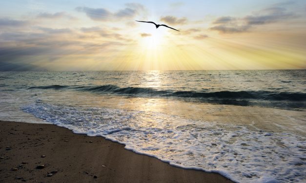 Nature Study finds Ocean Oxygen Levels drop 2% in 50 Years