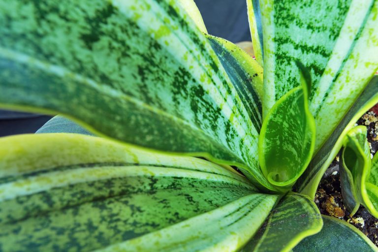 Houseplants that Absorb Harmful Chemicals