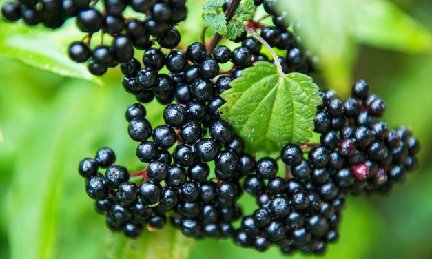 The 10-minute Elderberry Popsicle Recipe you Need if you have a Sore Throat