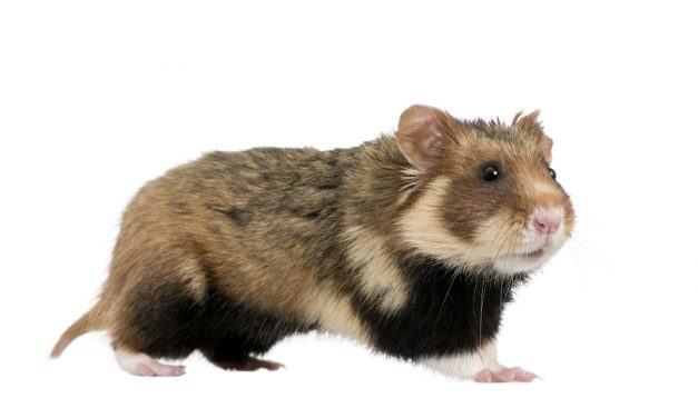 Endangered Hamsters have become Cannibals Thanks to Corn Diet
