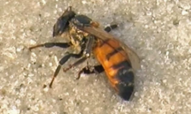FOX: Thousands of Dead Honey Bees Wash Ashore On Popular Florida Beach