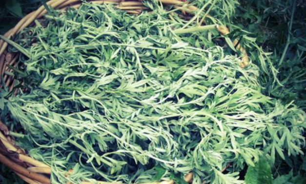 This Chinese Herb (+ Iron) Kills Cancer Cells in 16 Hours