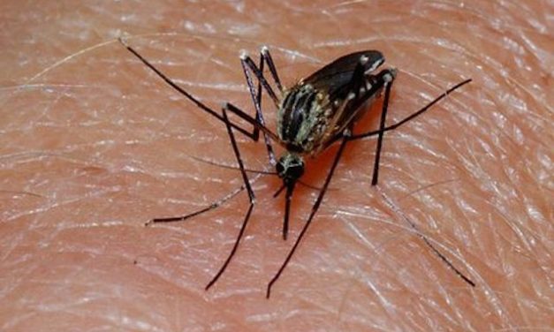 CDC confirms lemon eucalyptus oil as effective as toxic DEET for repelling bugs