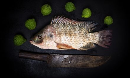 Can Tilapia Skin be used to Bandage Burns?