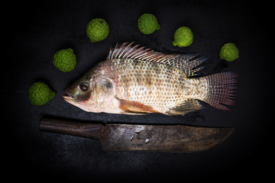 Can Tilapia Skin be used to Bandage Burns?