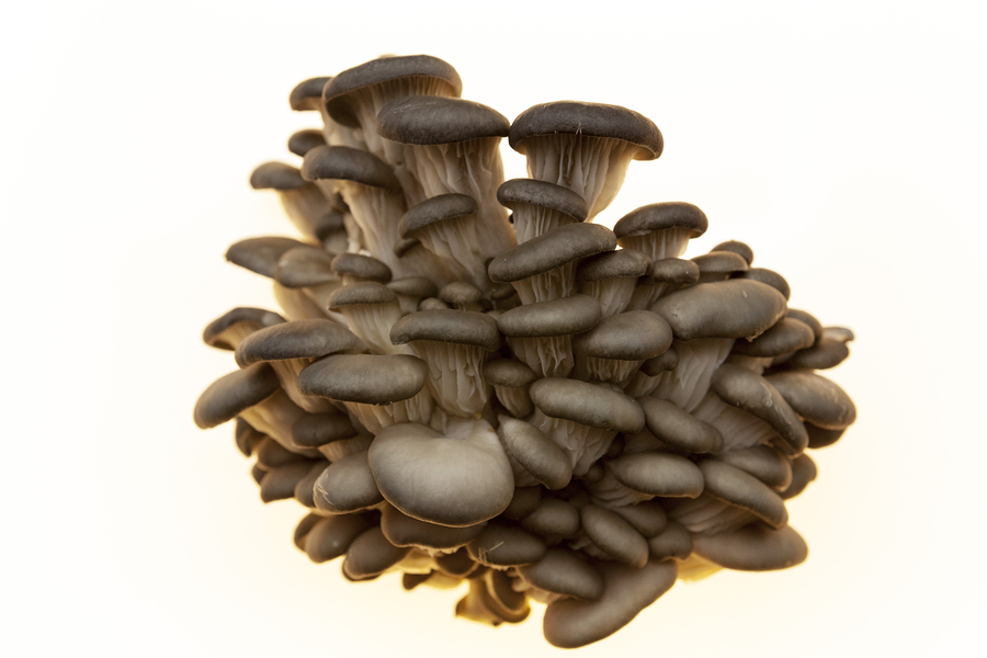 Cancer Researcher Discovers Radical way that Mushrooms can Destroy Cancer