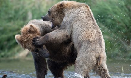 The U.S. Government Is Making It Legal To Shoot Hibernating Bear Families In Their Dens