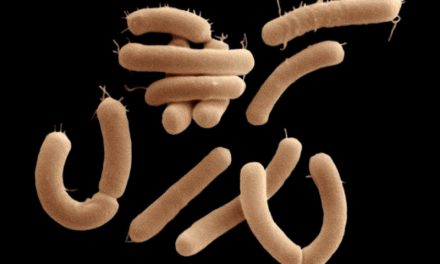 Gut Bacteria Spotted Eating Brain Chemicals
