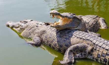 Crocodile In Zoo Gets Stoned To Death By Visitors In Tunisia