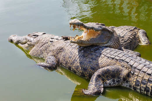 Crocodile In Zoo Gets Stoned To Death By Visitors In Tunisia