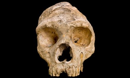 Neanderthals may have Self-Medicated and Some Even Ate Vegetarian