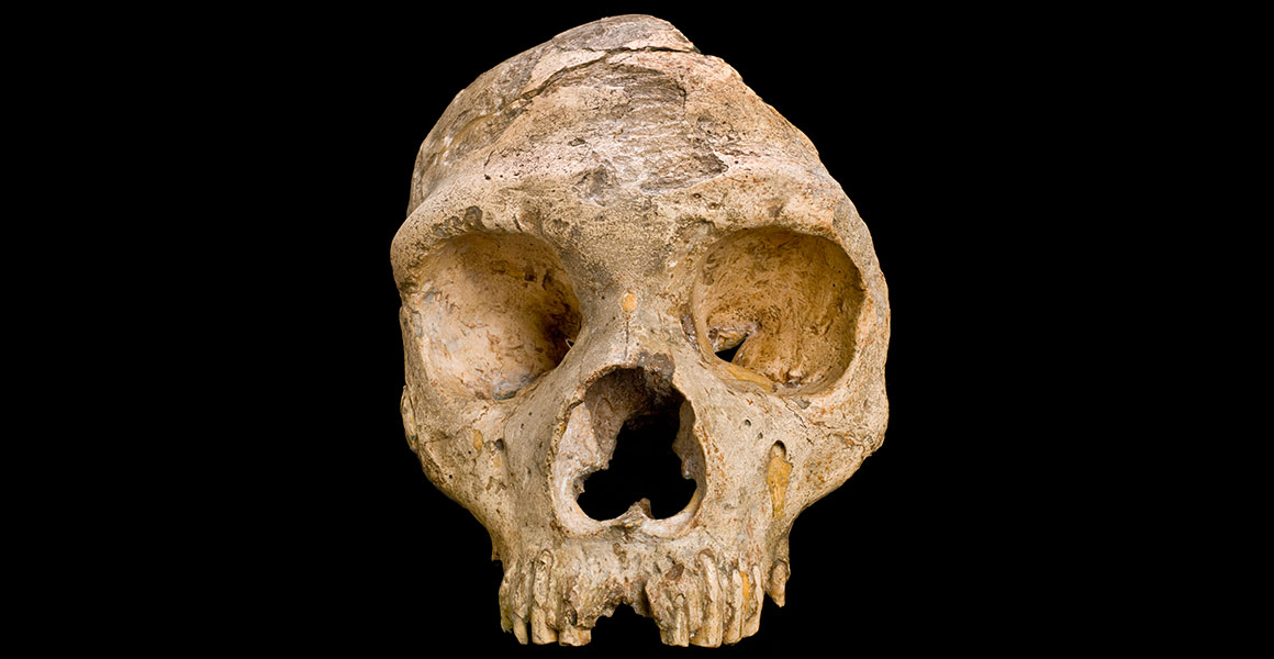 Neanderthals may have Self-Medicated and Some Even Ate Vegetarian