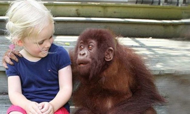 She Grows Up With Gorillas and 12 Years Later When They’re Reunited? This Left Me Speechless!
