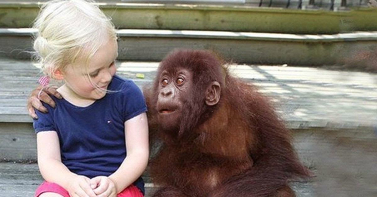 She Grows Up With Gorillas and 12 Years Later When They’re Reunited? This Left Me Speechless!