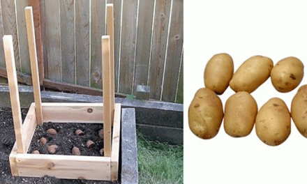 How to Grow 100 Pounds of Potatoes in 4 Square Feet
