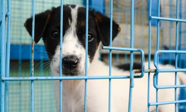 Minnesota Bans Selling Dogs and Cats in Pet Stores