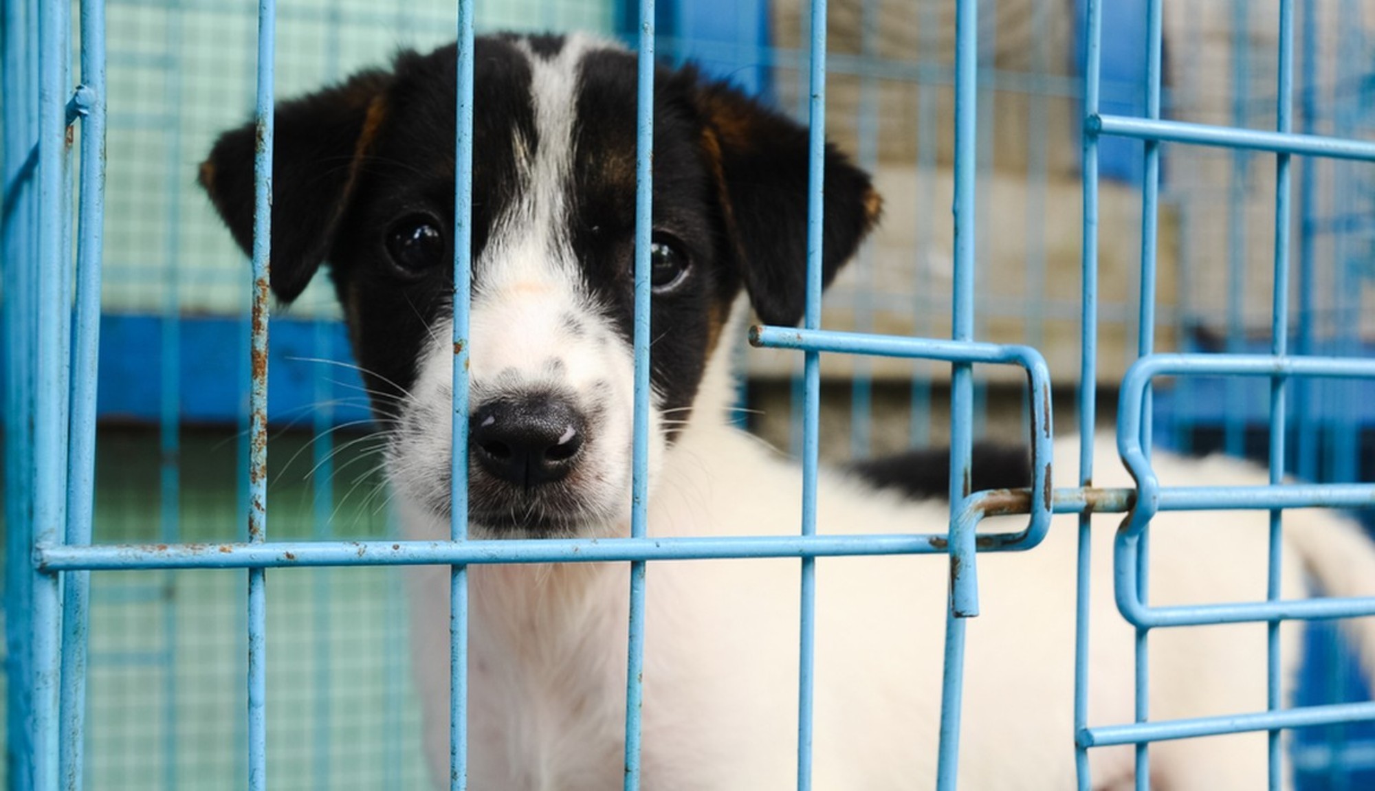 Minnesota Bans Selling Dogs and Cats in Pet Stores