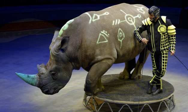 Many Countries Ban Circuses with Wild Animals. Lawmakers Want the U.S. to Follow Suit.