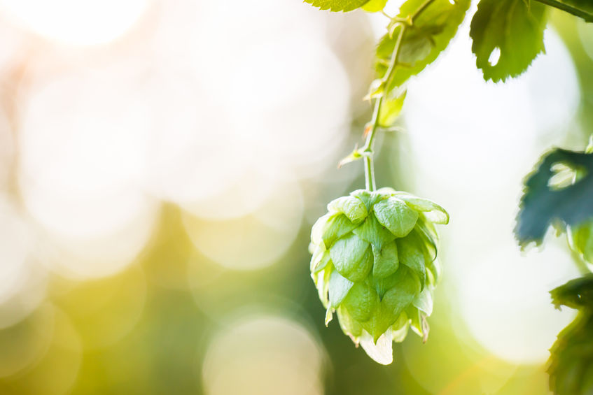 Hops Herb Fights Breast Cancer and Menopause Symptoms
