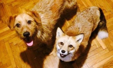 A fox and a dog who are the best of friends