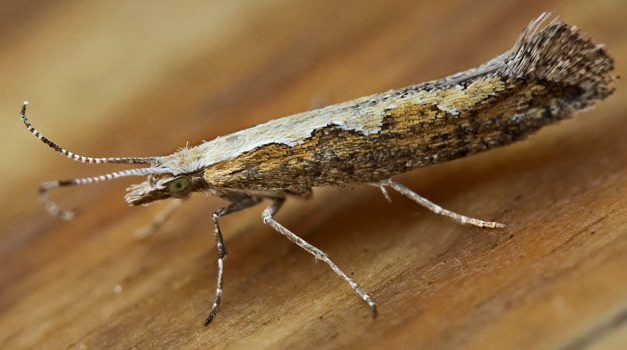 GM moths to be released in New York State?