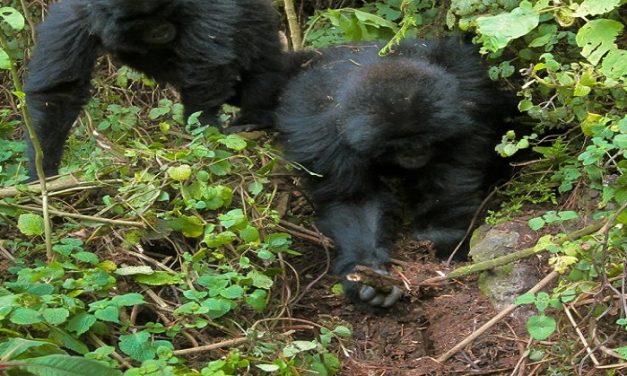 Gorillas Seen Dismantling Poachers’ Traps In The Wild – A First