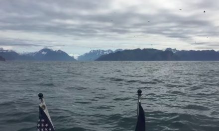 Man’s contagious laughter as he’s surrounded by whales will make you smile