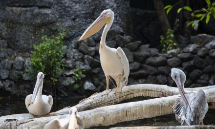 Pelicans and Other Species of Aquatic Birds Dying in Florida: Reason Unknown