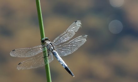 Female Dragonflies FAKE DEATH to Avoid Males Harassing them for Sex
