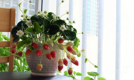Expert Gardener Shares 7 Fruits you can Grow at Home