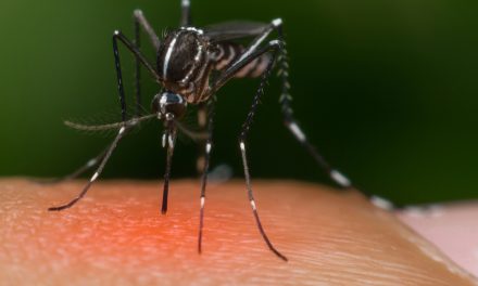 Bacteria-Infected Mosquitoes Released To Fight Zika & Other Viruses