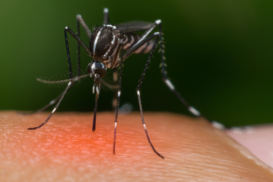 Bacteria-Infected Mosquitoes Released To Fight Zika & Other Viruses