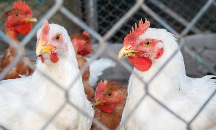 How many cancers have been caused by arsenic-laced chicken?