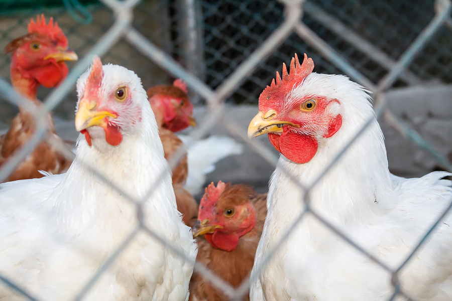 How many cancers have been caused by arsenic-laced chicken?