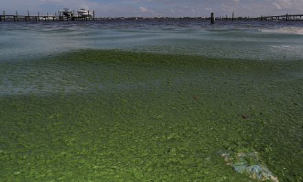 Nat Geo: Slimy green beaches may be Florida’s new normal