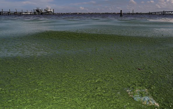 Nat Geo: Slimy green beaches may be Florida’s new normal
