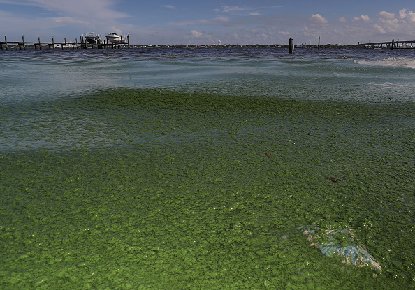 Nat Geo: Slimy green beaches may be Florida’s new normal