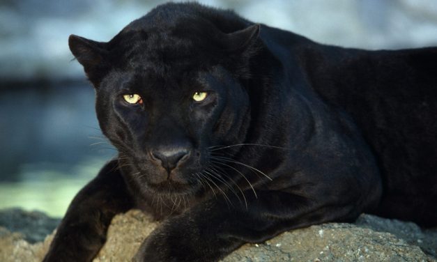 Poor, abused leopard growled at everyone until he met Anna