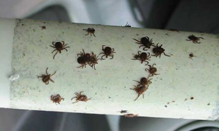 A genius trick to keep ticks from biting you