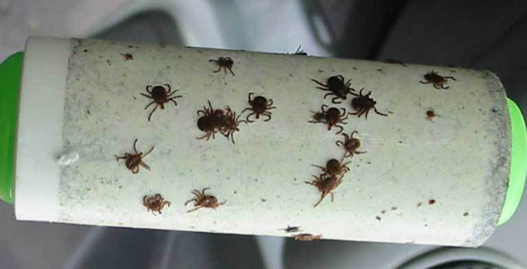 A genius trick to keep ticks from biting you