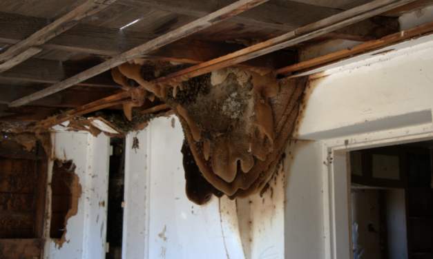 Killer Bees: A literal science experiment that’s gone horribly awry