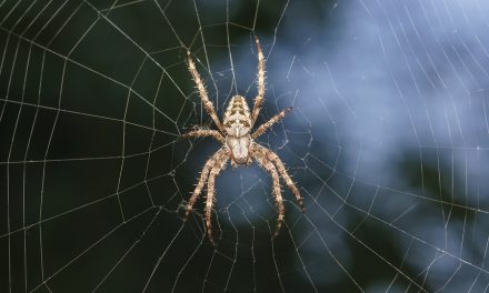 Facts that prove we need spiders